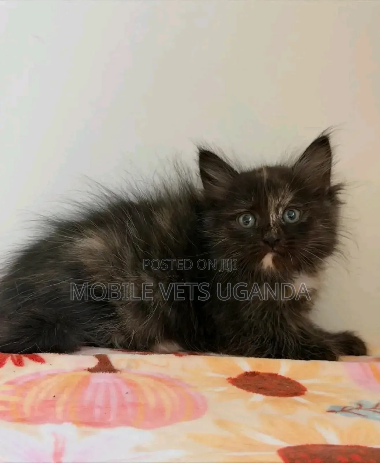 1-3 months Male Purebred Maine Coon