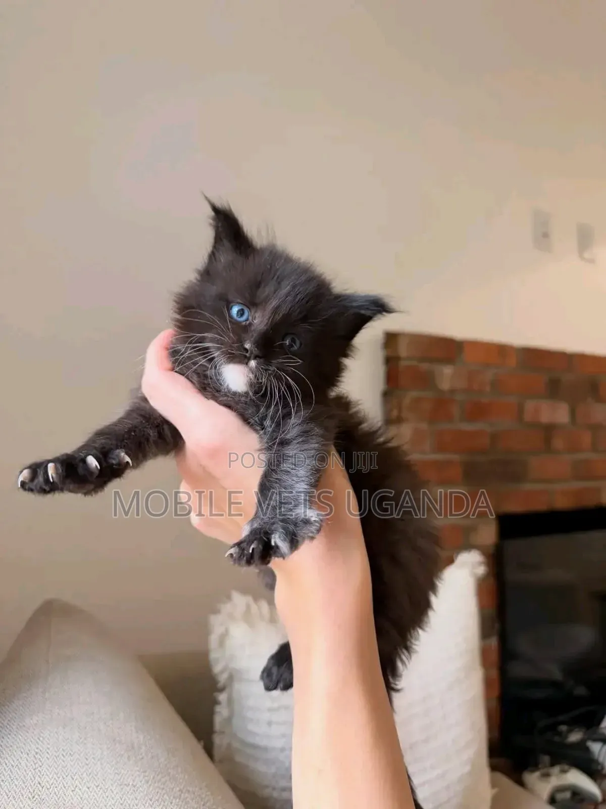 1-3 months Female Purebred Javanese