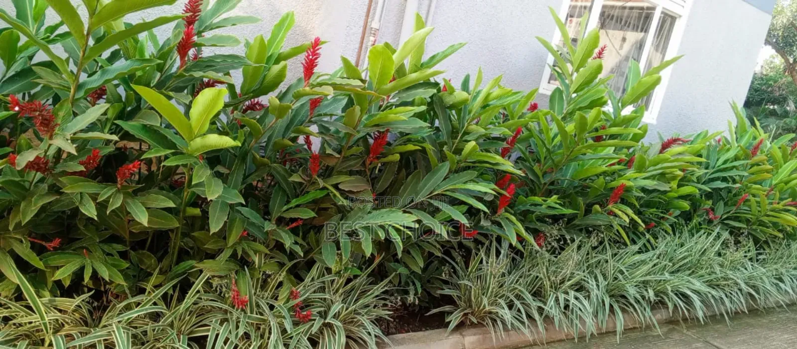 High Quality Flowers and Plants, Blossom Into Beauty