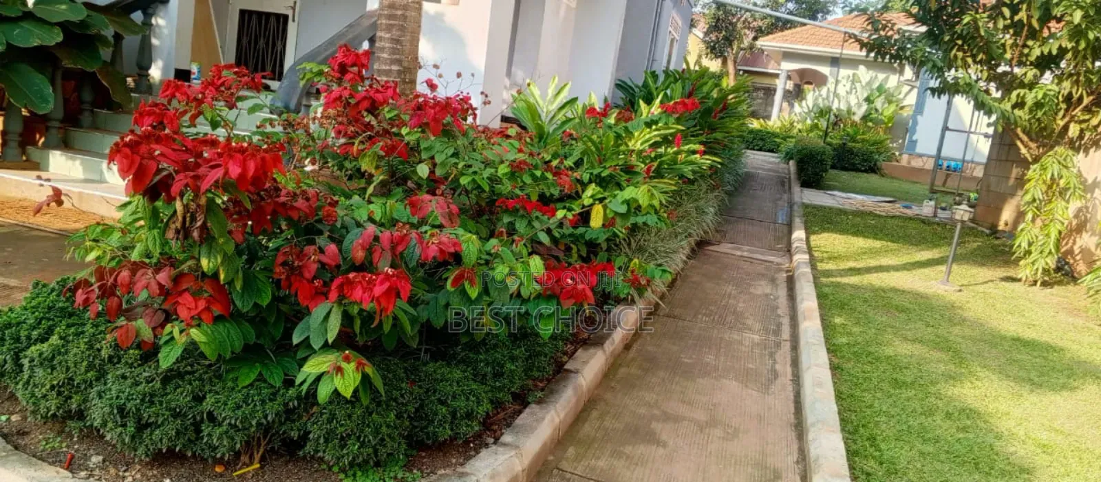 High Quality Flowers and Plants, Blossom Into Beauty