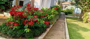 High Quality Flowers and Plants, Blossom Into Beauty