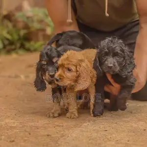 1-3 months Male Purebred Cocker Spaniel