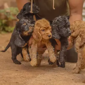 1-3 months Male Purebred Cocker Spaniel