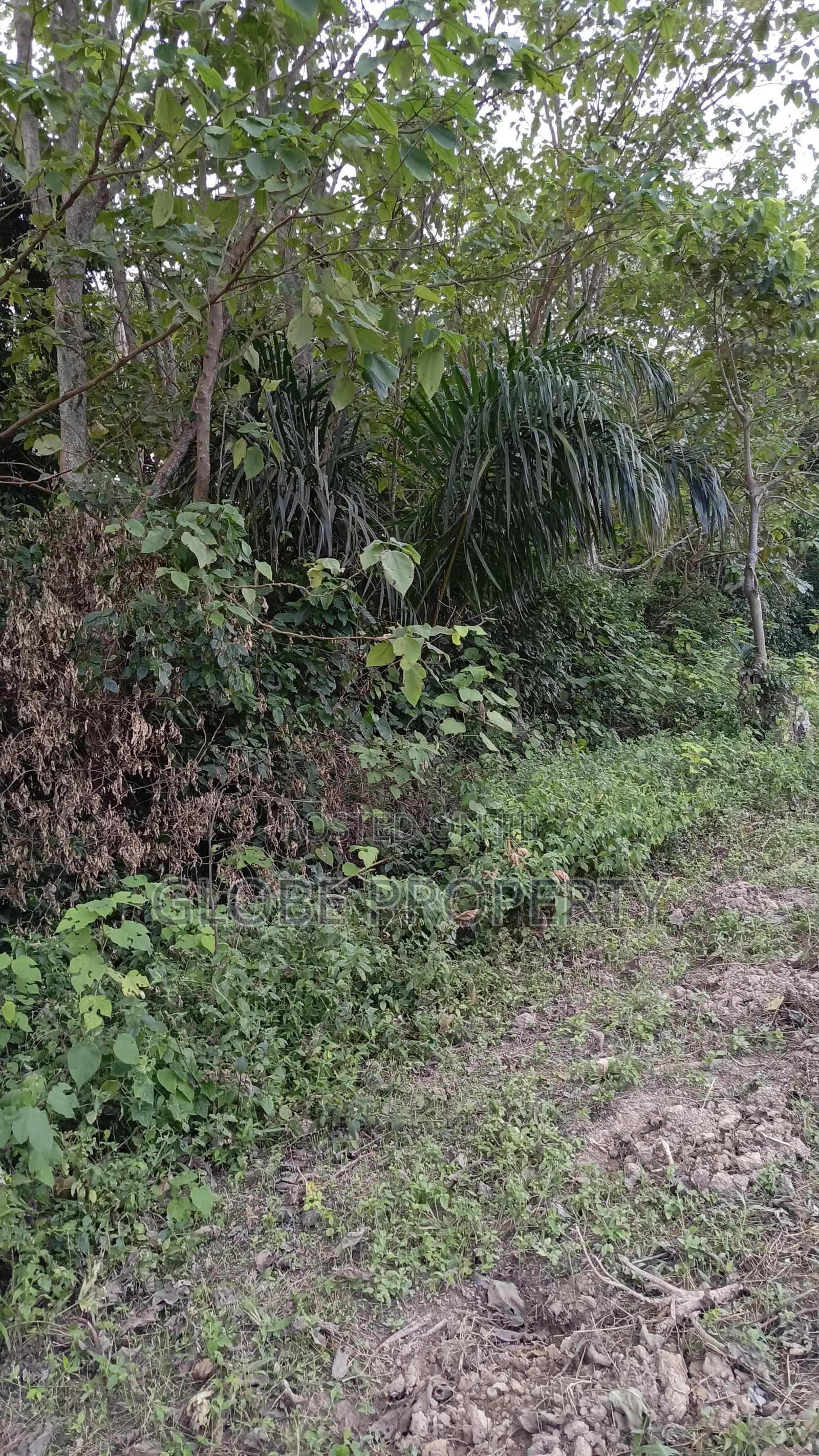 42 Acres of Farm Land for Sale Touching River Nile