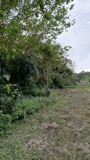 42 Acres of Farm Land for Sale Touching River Nile