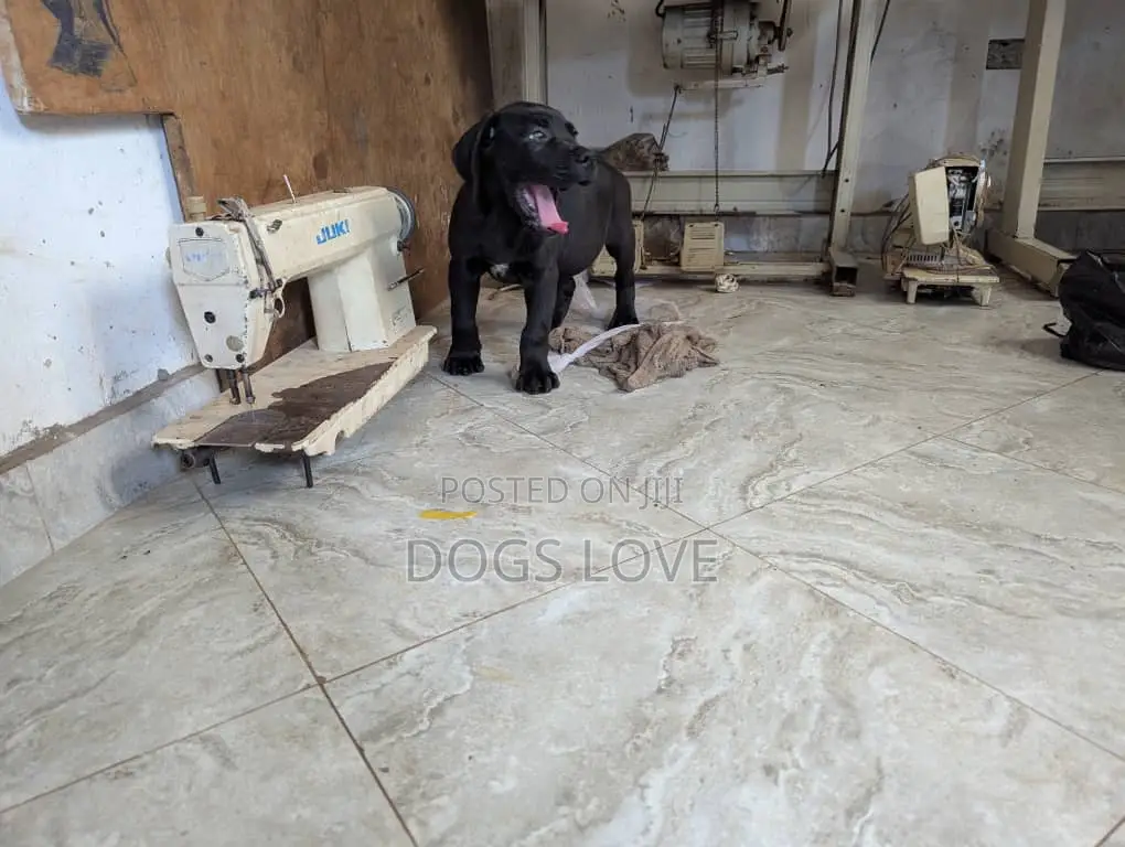 1-3 months Male Purebred Cane Corso