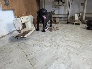 1-3 months Male Purebred Cane Corso