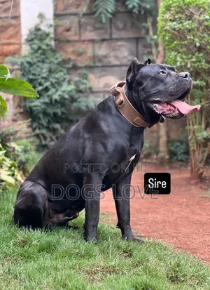 1-3 months Male Purebred Cane Corso