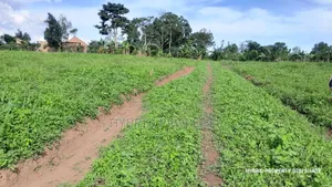 Prime Plots for Sale at Mpigi~Kalagala Elite Land Estate~Masaka Road.