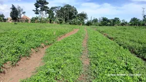 Prime Plots for Sale at Mpigi~Kalagala Elite Land Estate~Masaka Road.
