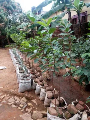 Giant Guava Seedlings