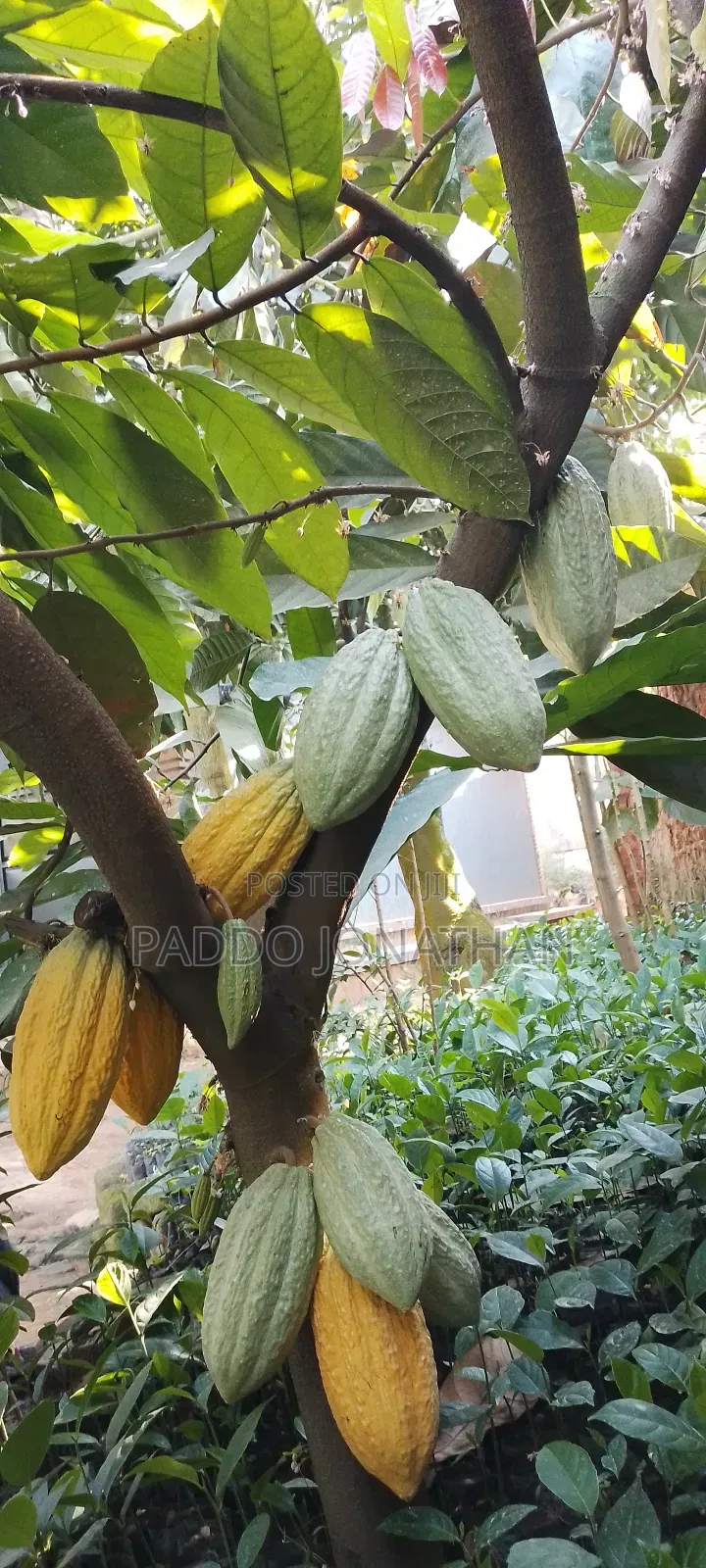 Cocoa Seedlings