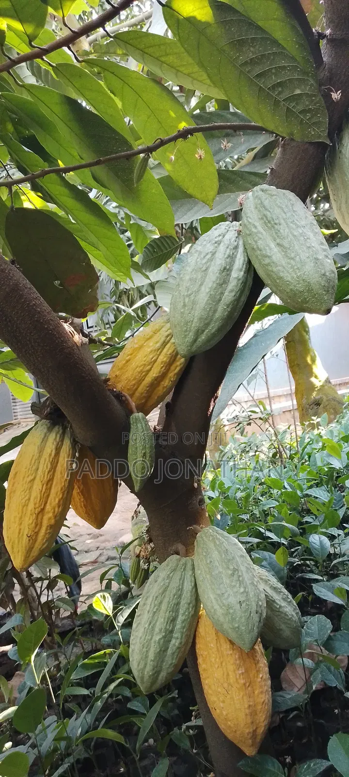 Cocoa Seedlings