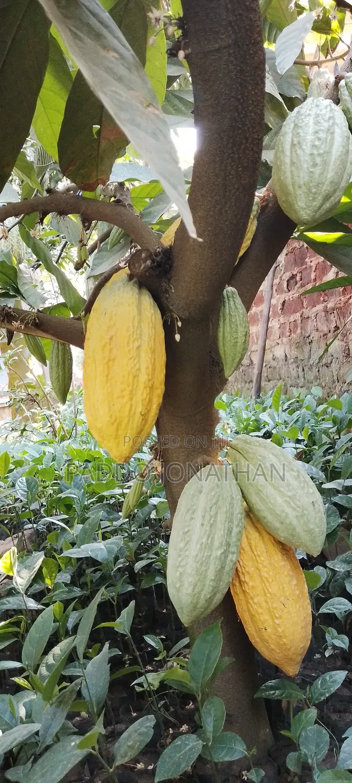 Cocoa Seedlings