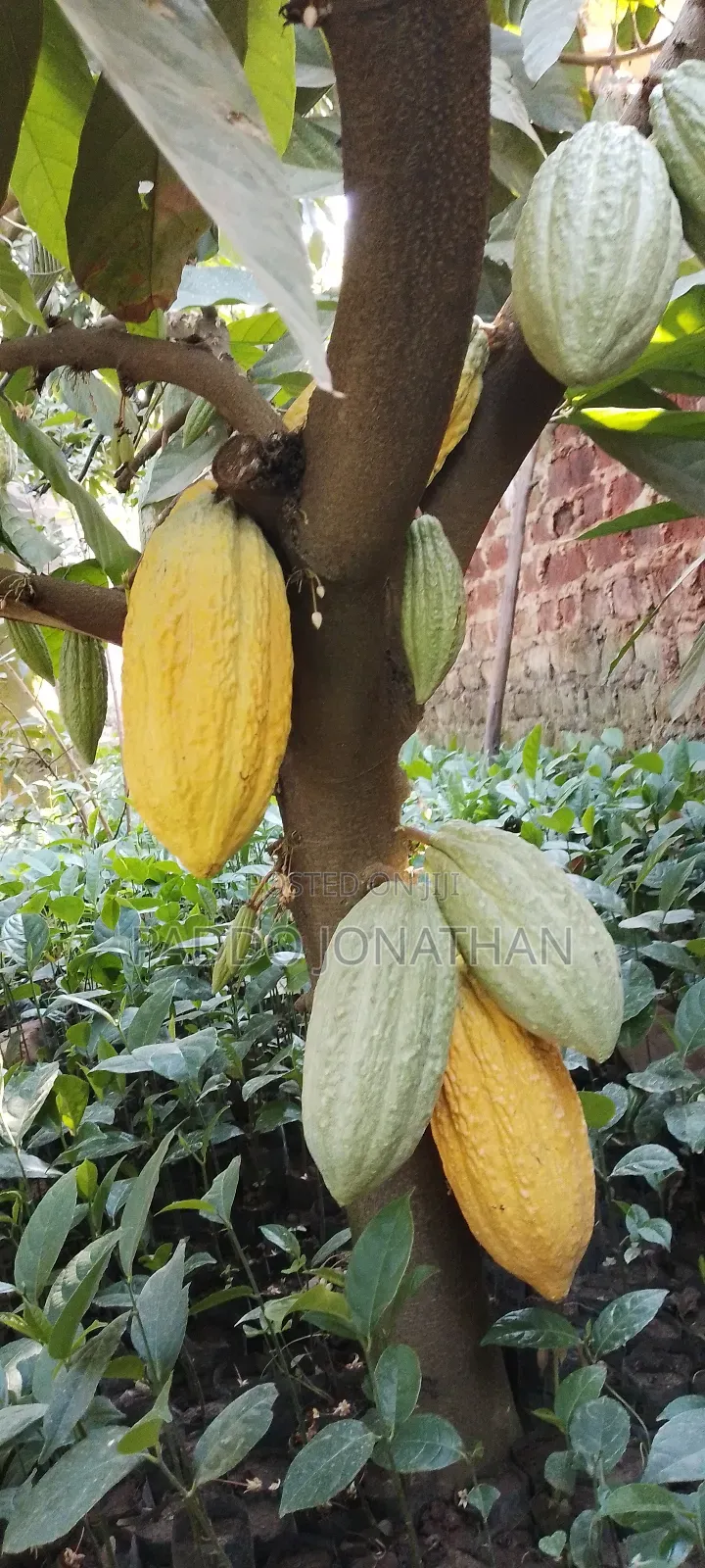 Cocoa Seedlings