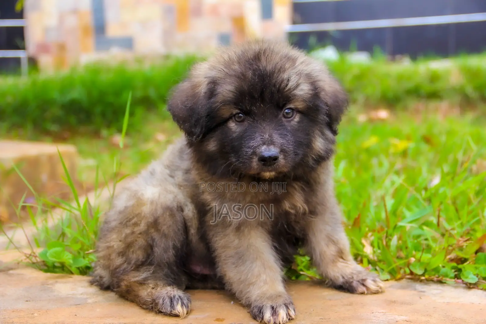 1-3 months Male Mixed Breed Caucasian Shepherd