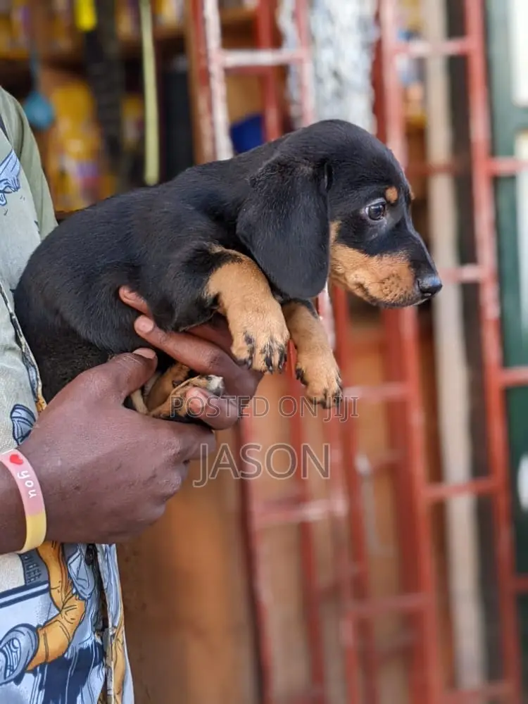1-3 months Male Purebred Dachshund