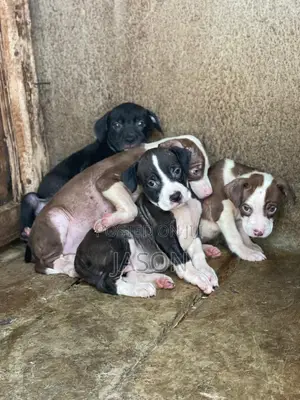 1-3 months Male Purebred American Pit Bull Terrier