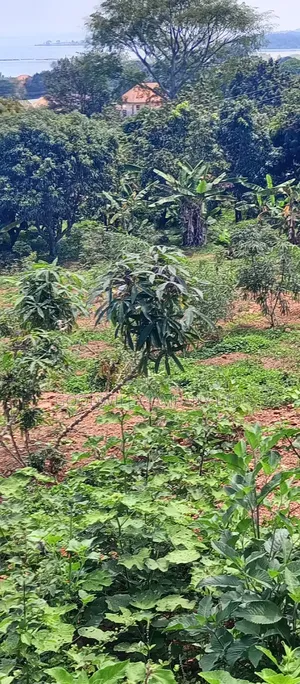 3 Acres of Land Entebbe Road in Garuga Bulega