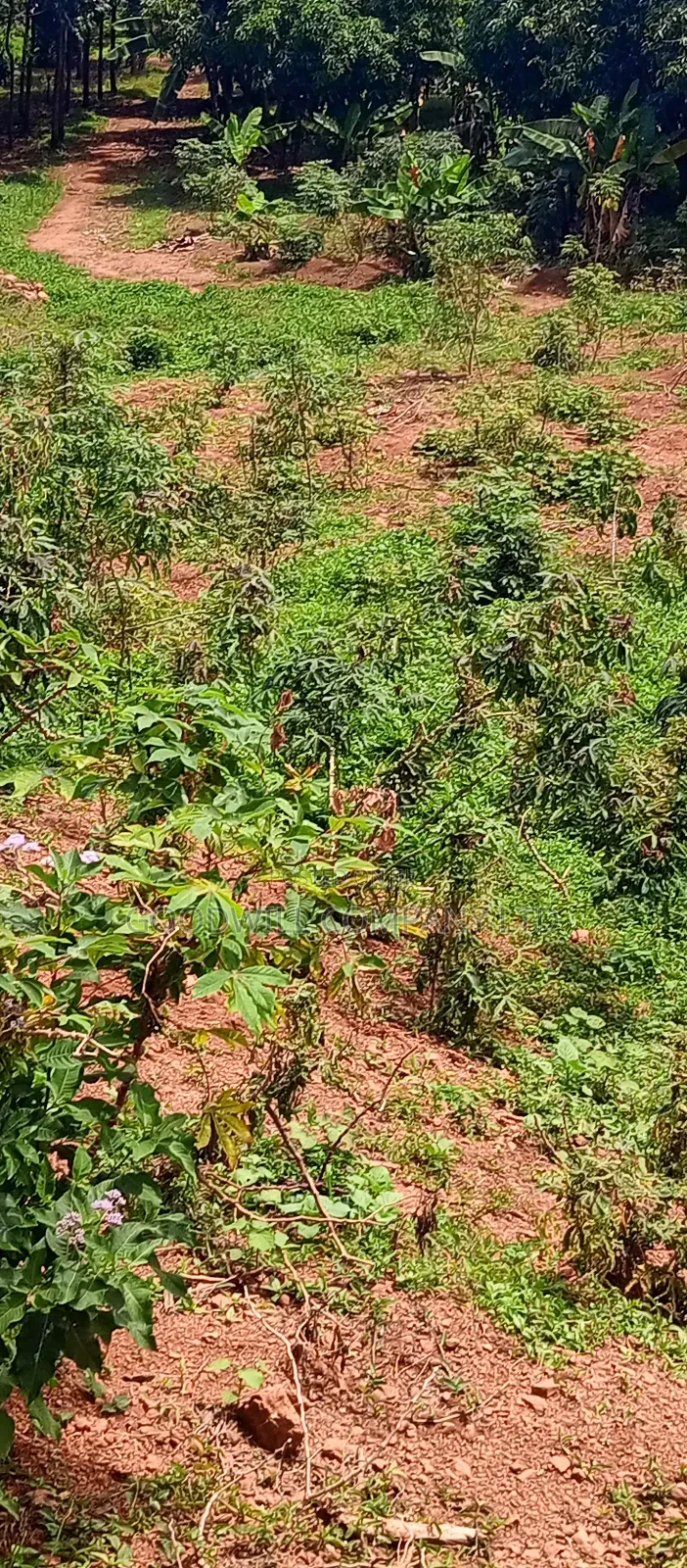 3 Acres of Land Entebbe Road in Garuga Bulega