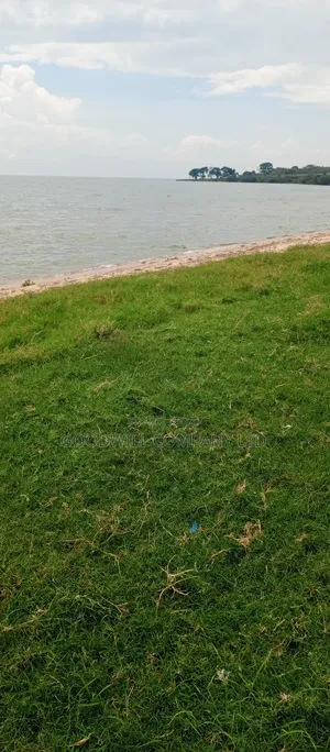4 Acres Of Land In Garuga Touching Lake Victoria With Pure White Sand