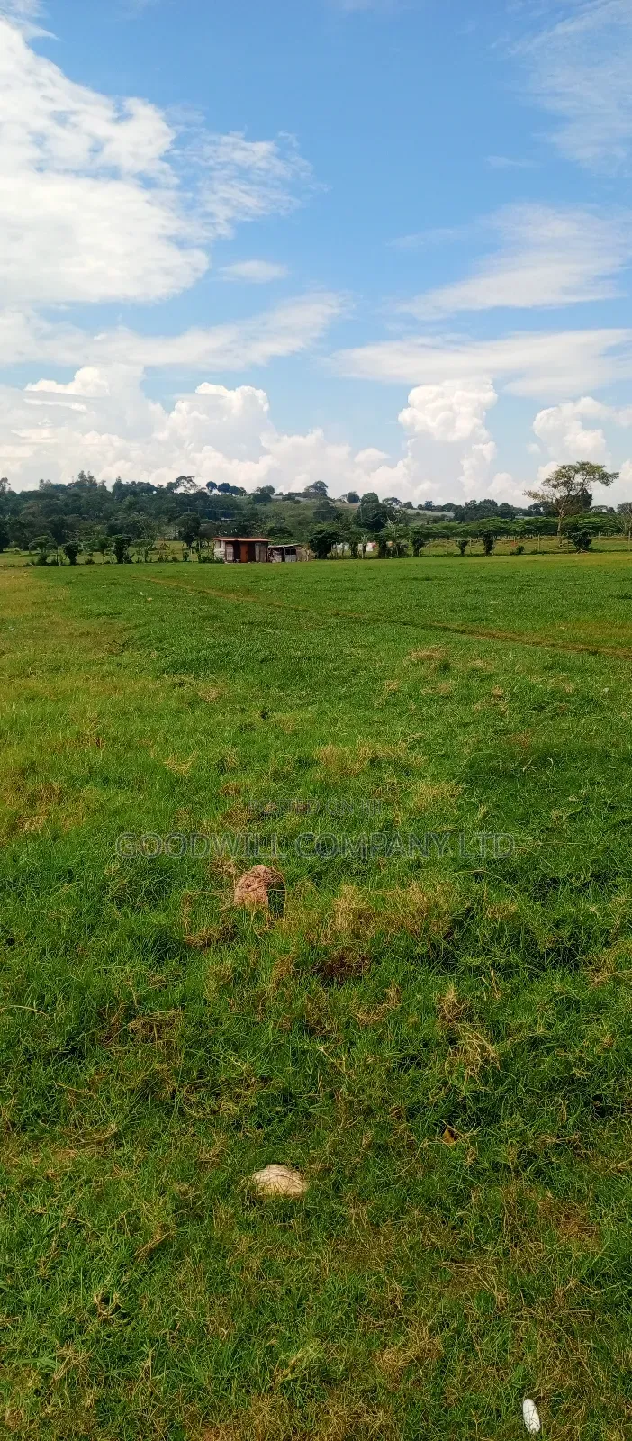 4 Acres Of Land In Garuga Touching Lake Victoria With Pure White Sand
