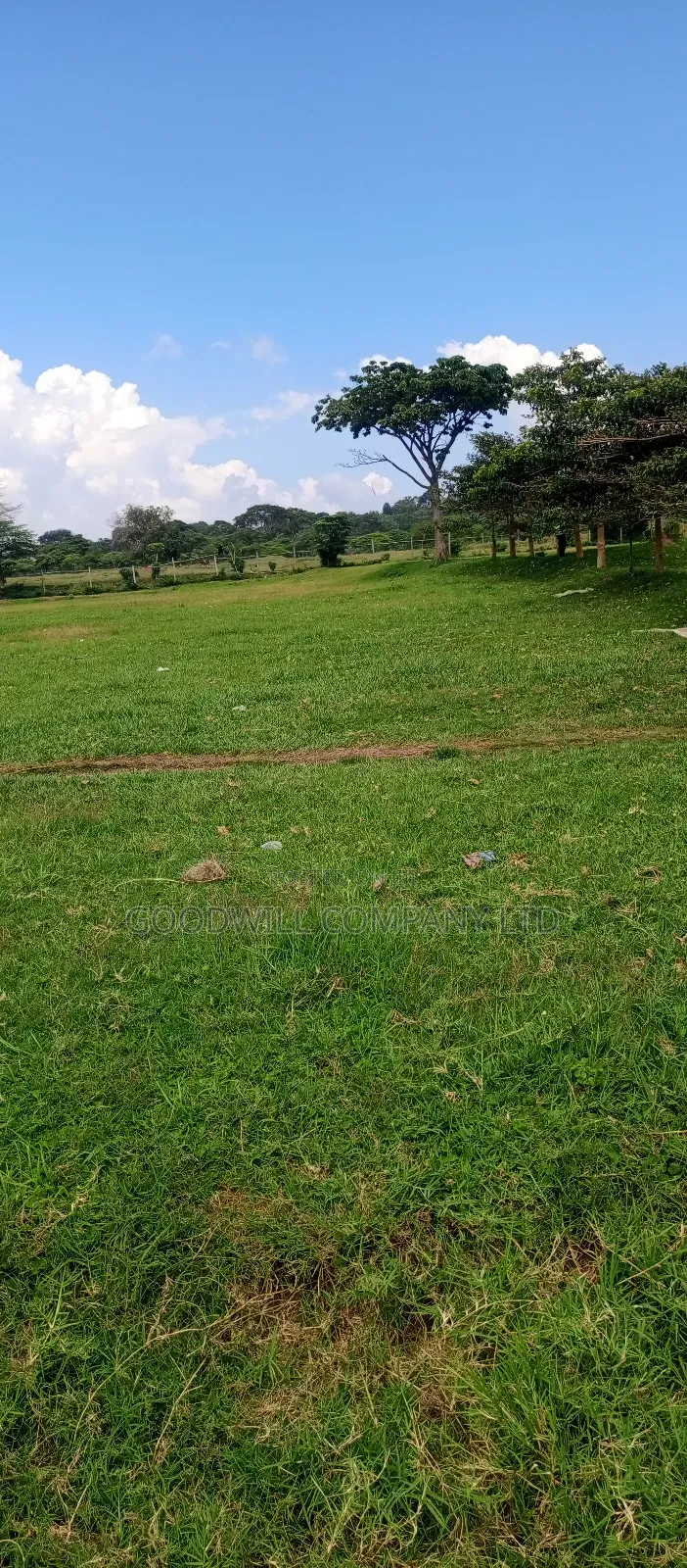 4 Acres Of Land In Garuga Touching Lake Victoria With Pure White Sand