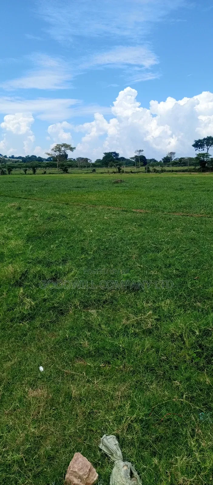 4 Acres Of Land In Garuga Touching Lake Victoria With Pure White Sand