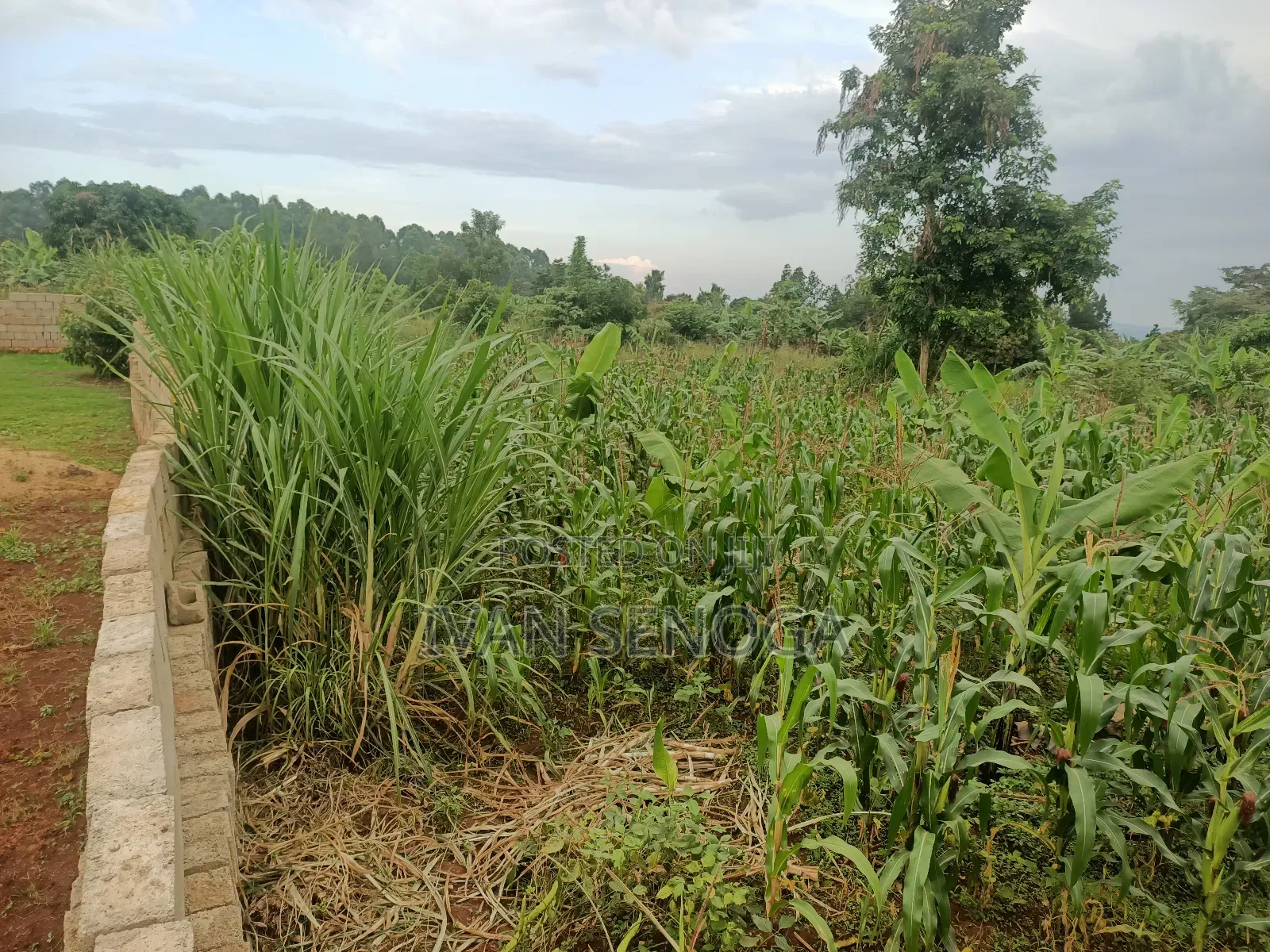 100*100 for Sale After Kiwenda in Bugema. Agreement Sale