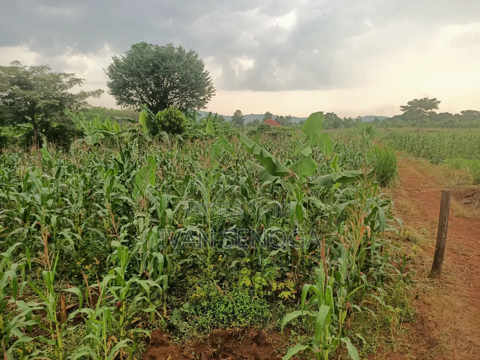 100*100 for Sale After Kiwenda in Bugema. Agreement Sale