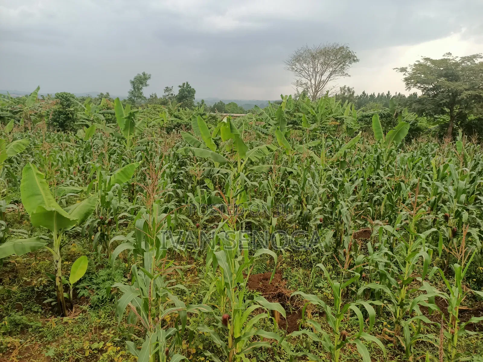 100*100 for Sale After Kiwenda in Bugema. Agreement Sale