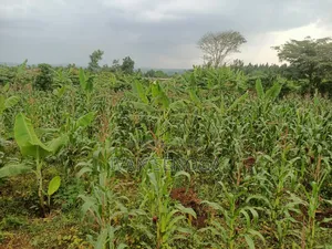100*100 for Sale After Kiwenda in Bugema. Agreement Sale