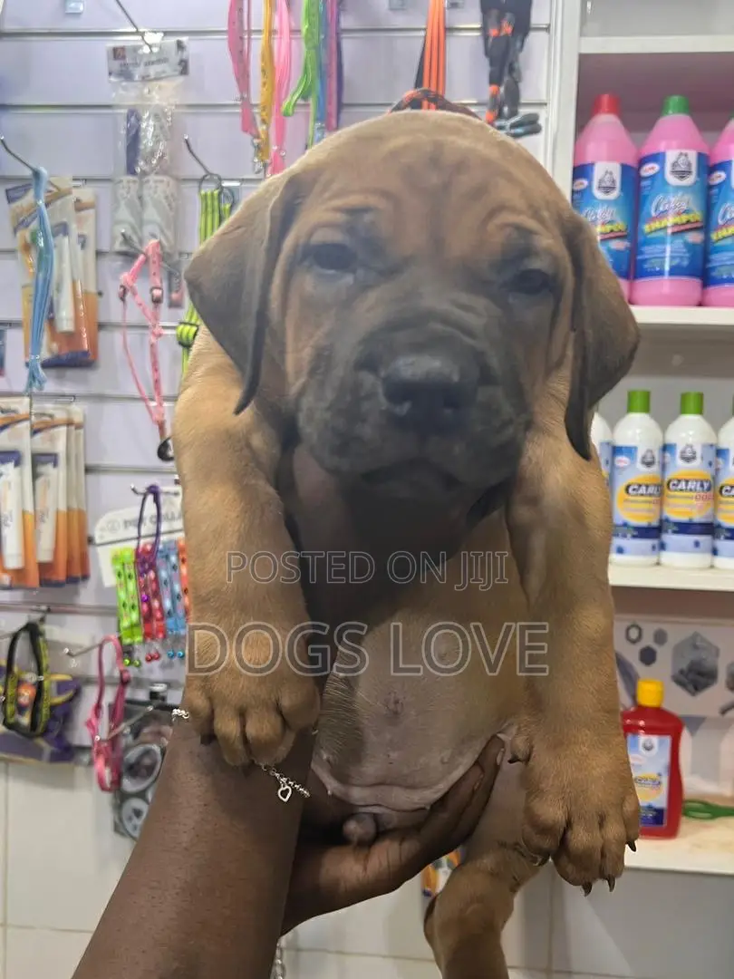 1-3 months Female Purebred Boerboel