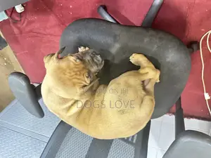 1-3 months Female Purebred Boerboel