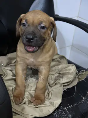 1-3 months Female Purebred Boerboel