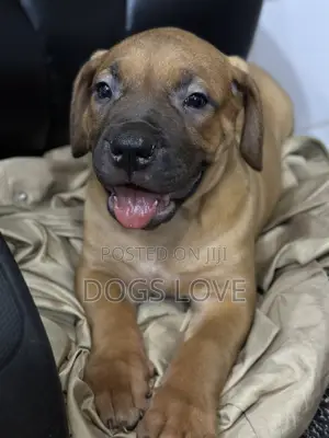 1-3 months Female Purebred Boerboel