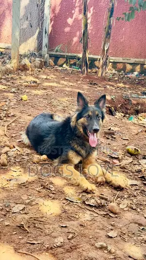 6-12 months Female Purebred German Shepherd