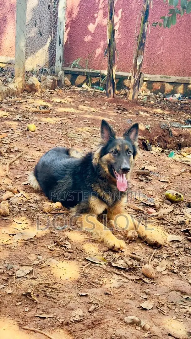 6-12 months Female Purebred German Shepherd