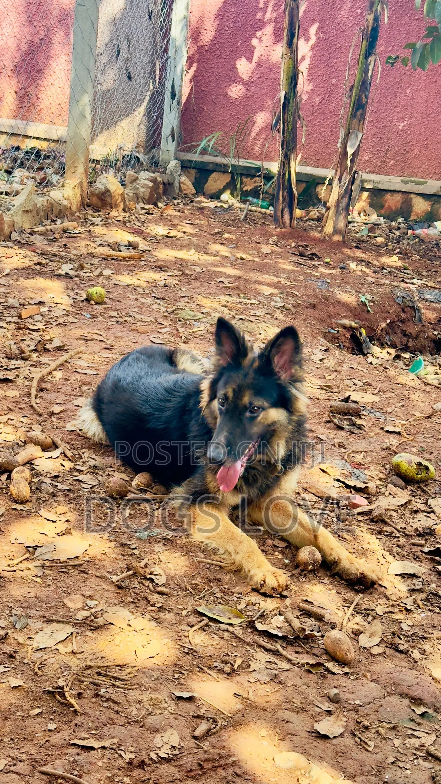 6-12 months Female Purebred German Shepherd