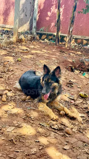 6-12 months Female Purebred German Shepherd