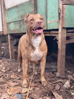 6-12 months Female Purebred American Pit Bull Terrier