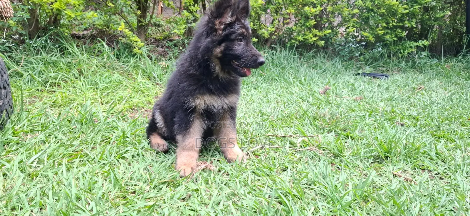 3-6 months Male Purebred German Shepherd