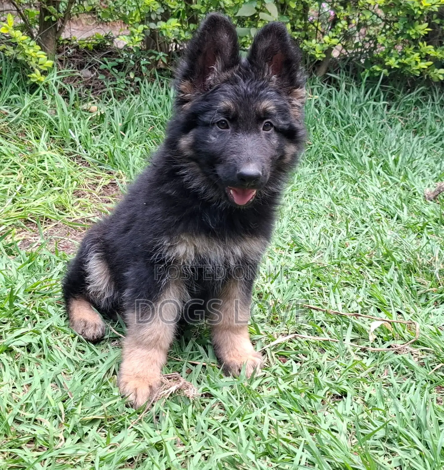 3-6 months Male Purebred German Shepherd