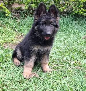 3-6 months Male Purebred German Shepherd
