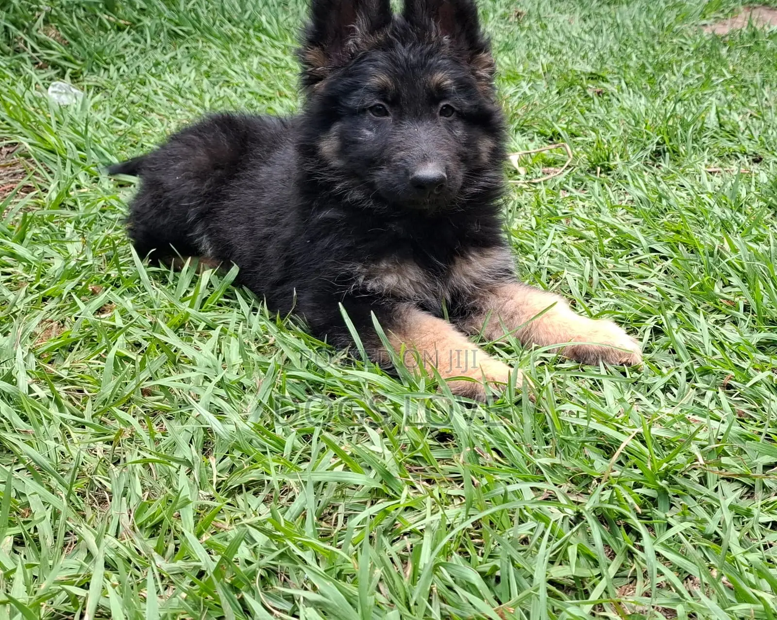 3-6 months Male Purebred German Shepherd