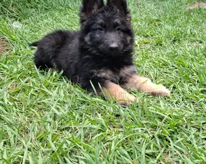 3-6 months Male Purebred German Shepherd
