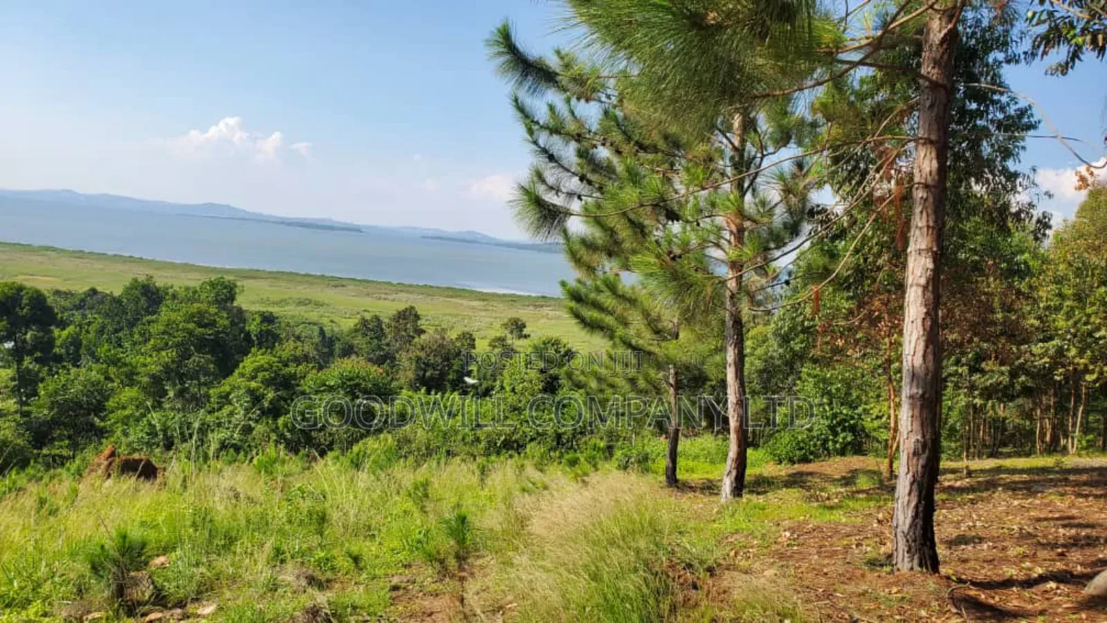 20 Acres of Land in Mpunge Nkokonjeru Mukono-Katosi Road