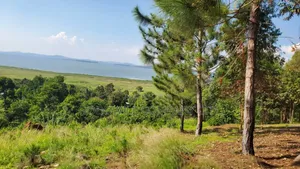 20 Acres of Land in Mpunge Nkokonjeru Mukono-Katosi Road