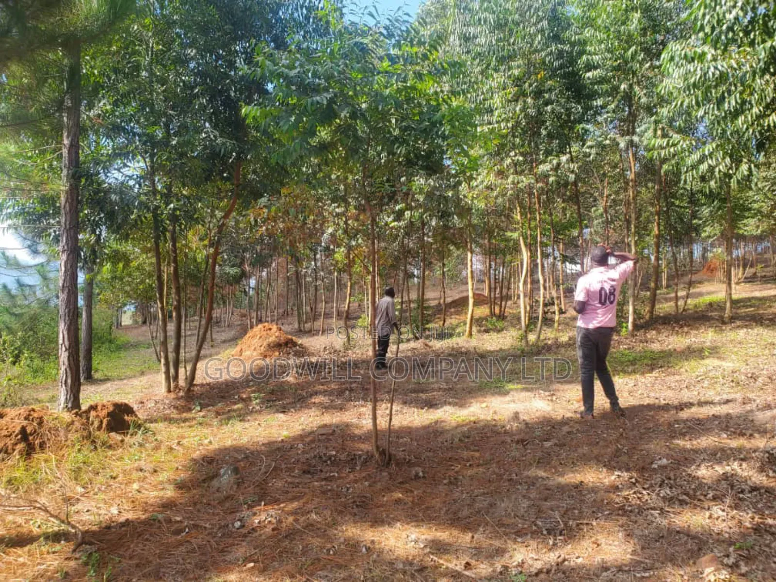 20 Acres of Land in Mpunge Nkokonjeru Mukono-Katosi Road