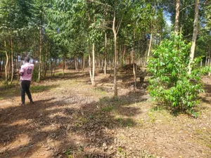 20 Acres of Land in Mpunge Nkokonjeru Mukono-Katosi Road